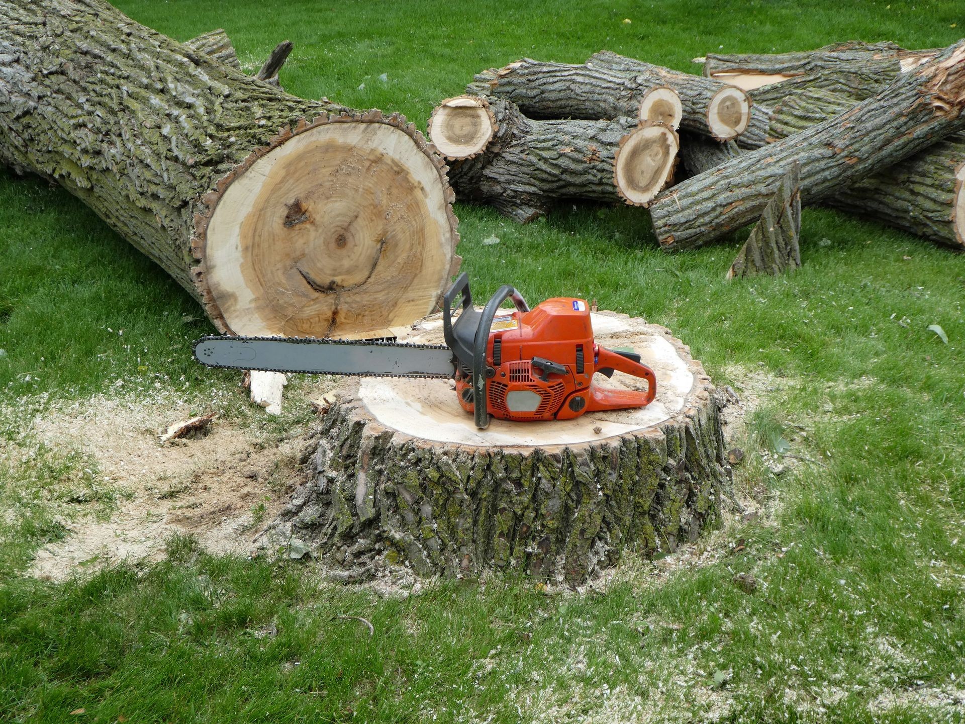 Fallen cottonwood tree and chainsaw on stump