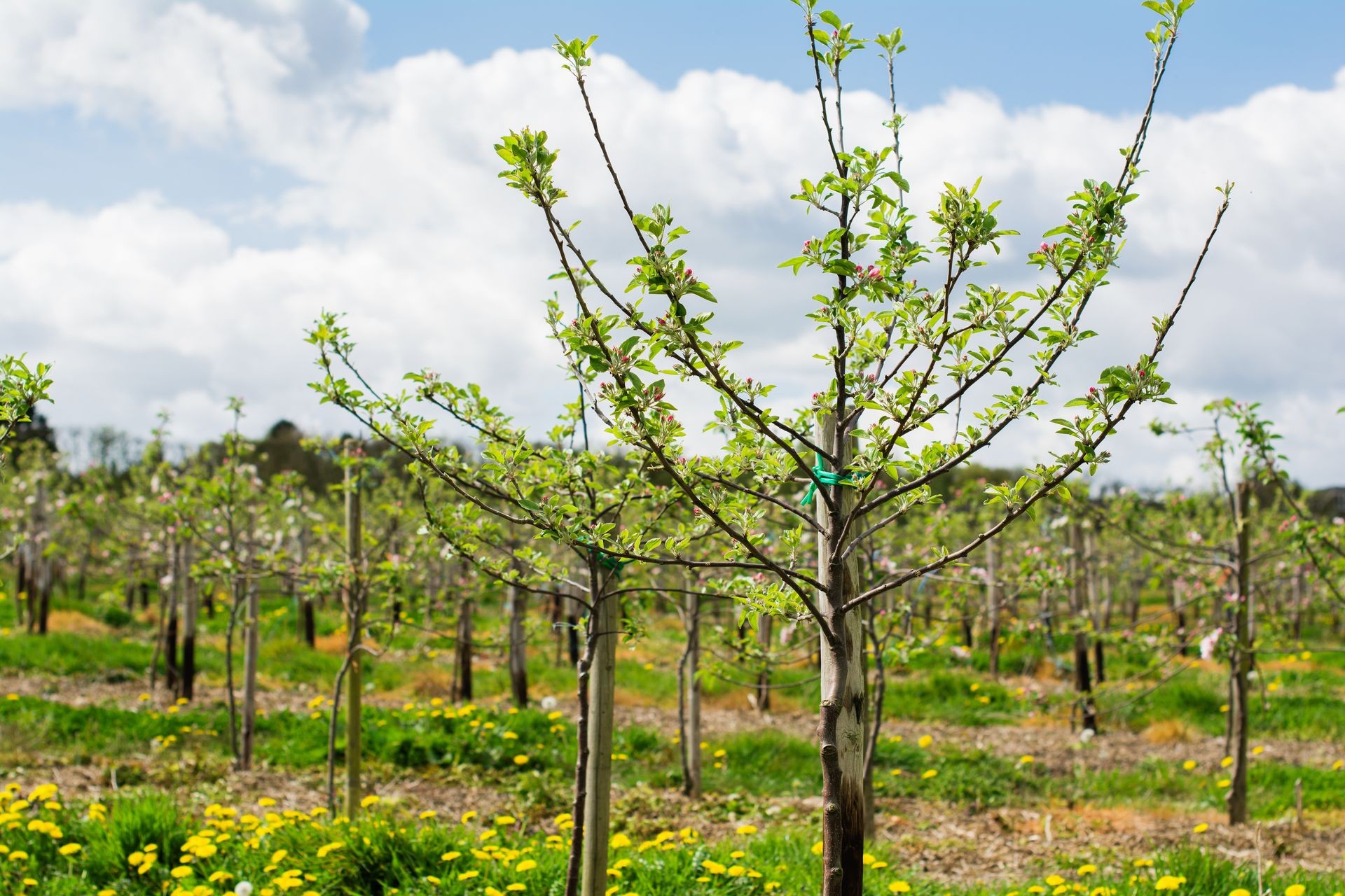 Rows of new young apple trees planted in the orchard, Sussex, England, selective focus
